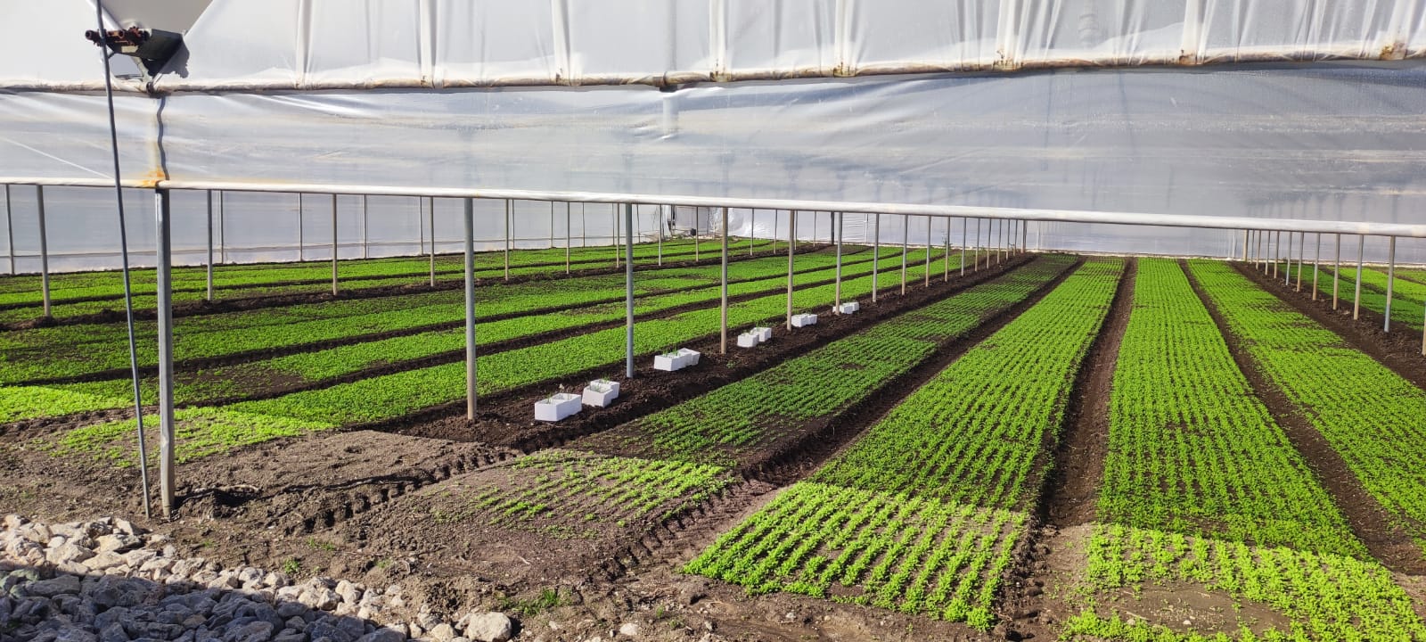 UniMol protagonista nelle Giornate SIGNALS